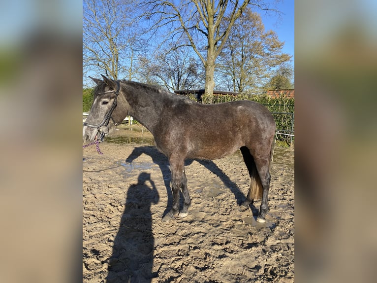 PRE Mix Mare 3 years 16 hh Grey in Venlo