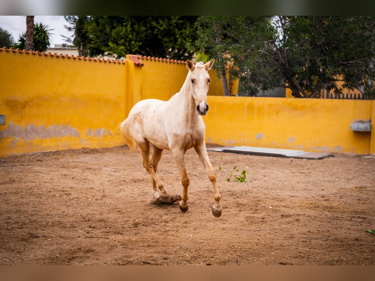 PRE Mix Mare 3 years 16 hh Palomino in Valencia