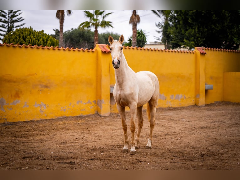 PRE Mix Mare 3 years 16 hh Palomino in Valencia