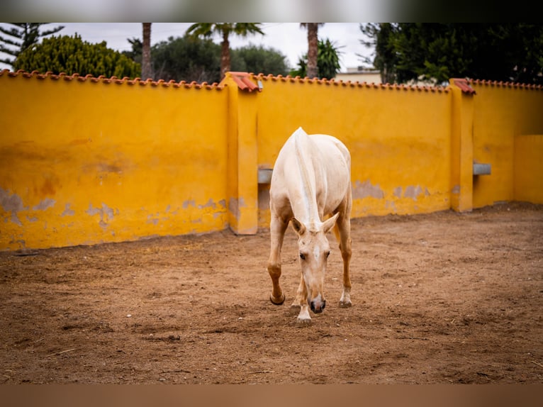 PRE Mix Mare 3 years 16 hh Palomino in Valencia