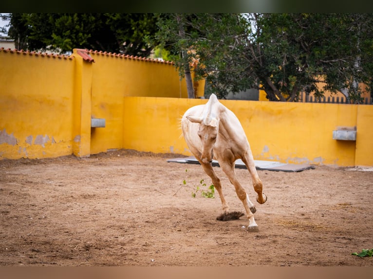 PRE Mix Mare 3 years 16 hh Palomino in Valencia