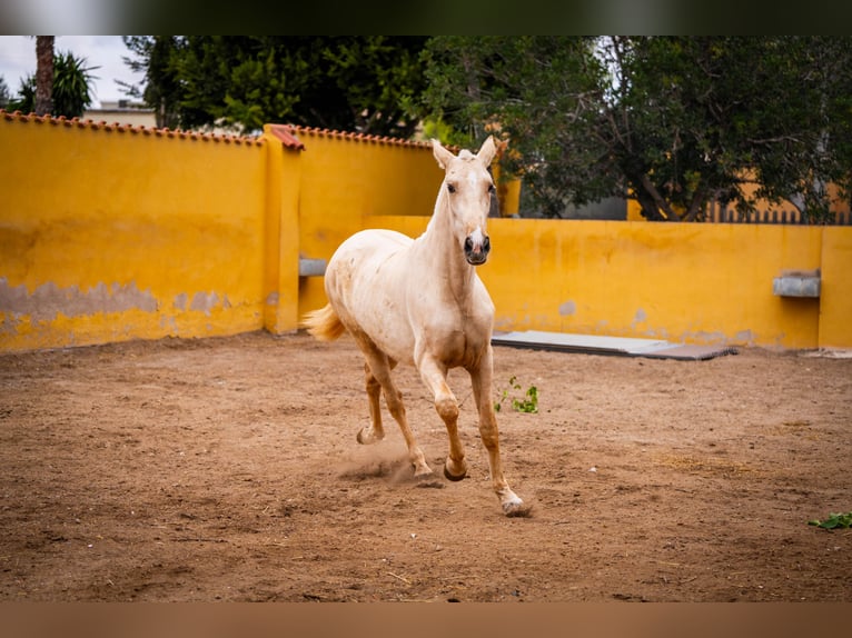 PRE Mix Mare 3 years 16 hh Palomino in Valencia