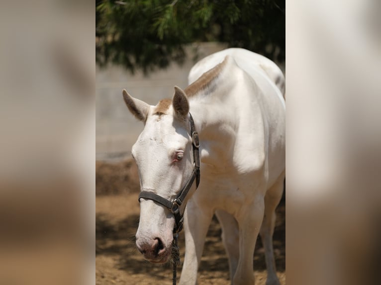 PRE Mix Mare 3 years 16 hh Perlino in Hamburg