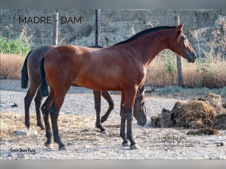 PRE Mare 3 years 16,1 hh Brown-Light in Arjona