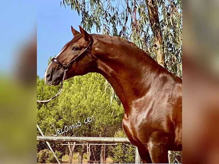 PRE Mix Mare 3 years 16,1 hh Chestnut-Red in Galaroza
