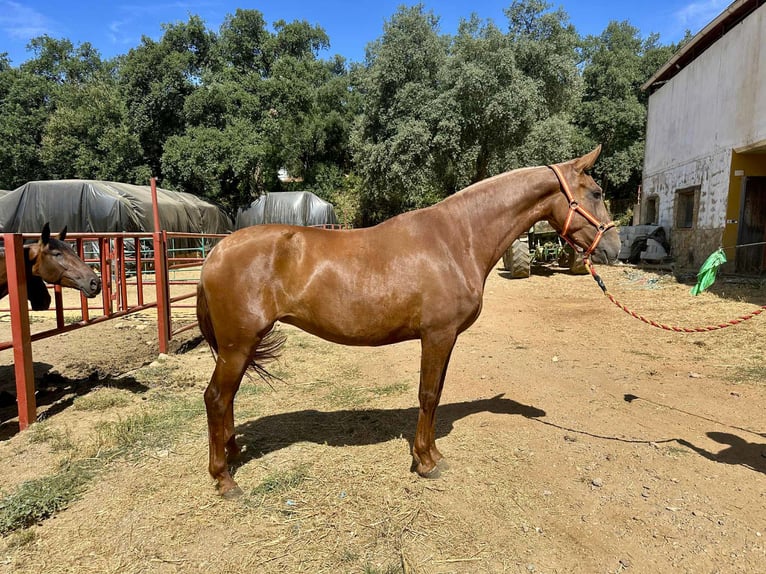 PRE Mix Mare 3 years 16,1 hh Chestnut-Red in Galaroza