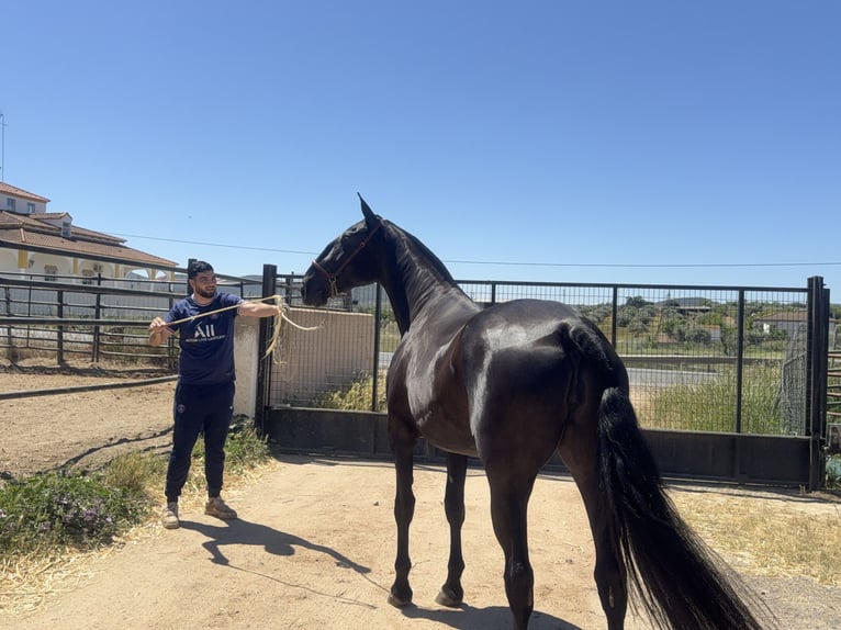 PRE Mare 3 years 16,2 hh Black in Santa Marta