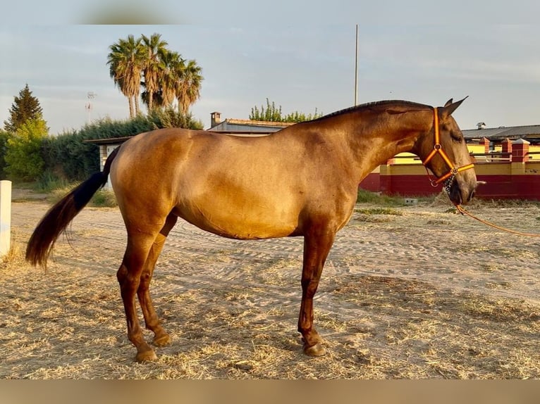 PRE Mare 3 years 16,2 hh Dun in Villanueva De La Serena