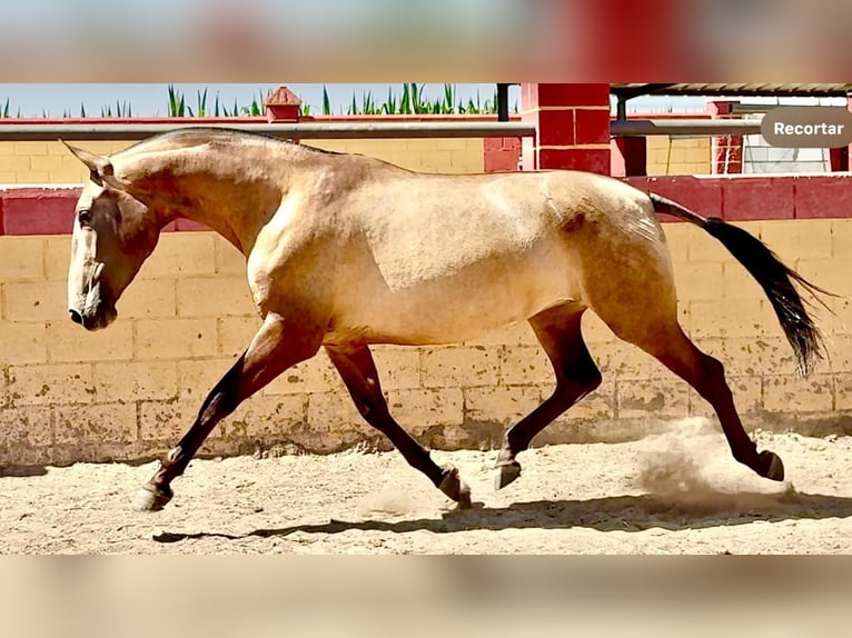PRE Mare 3 years 16,2 hh Dun in Villanueva De La Serena