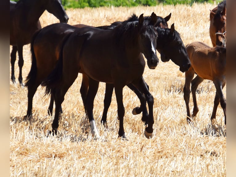 PRE Mare 3 years Black in Küssaberg