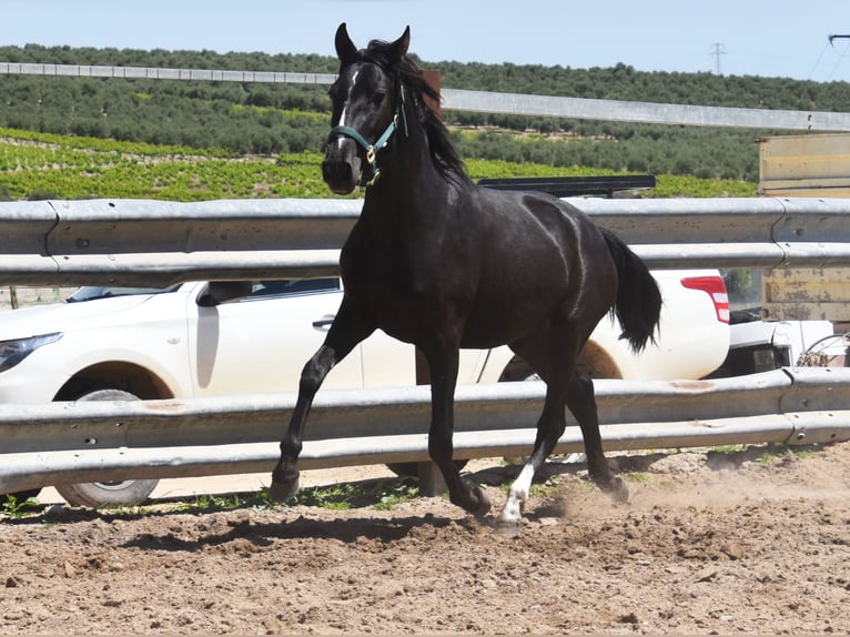 PRE Mare 3 years Black in Küssaberg