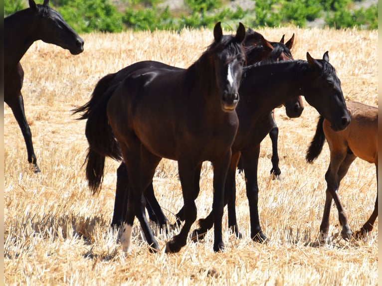 PRE Mare 3 years Black in Küssaberg