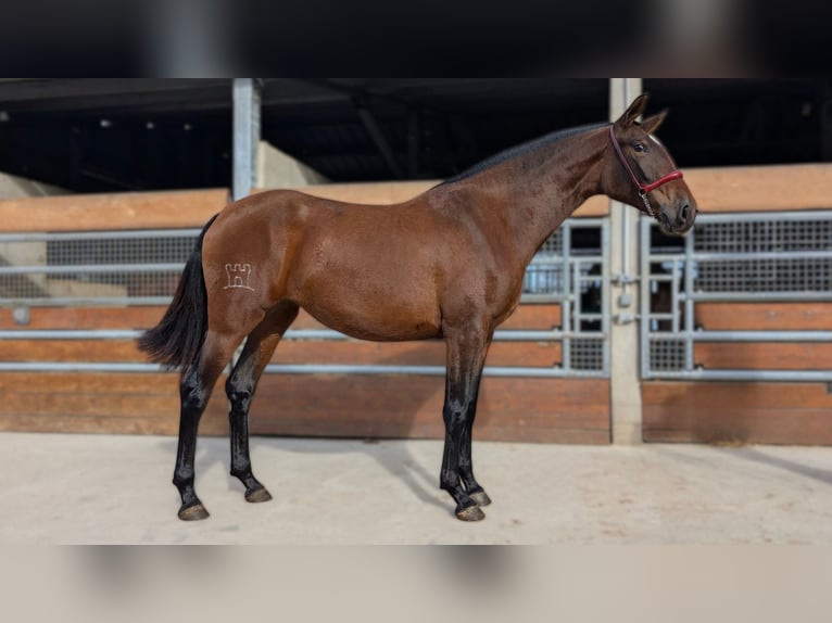 PRE Mare 3 years  in Caumont