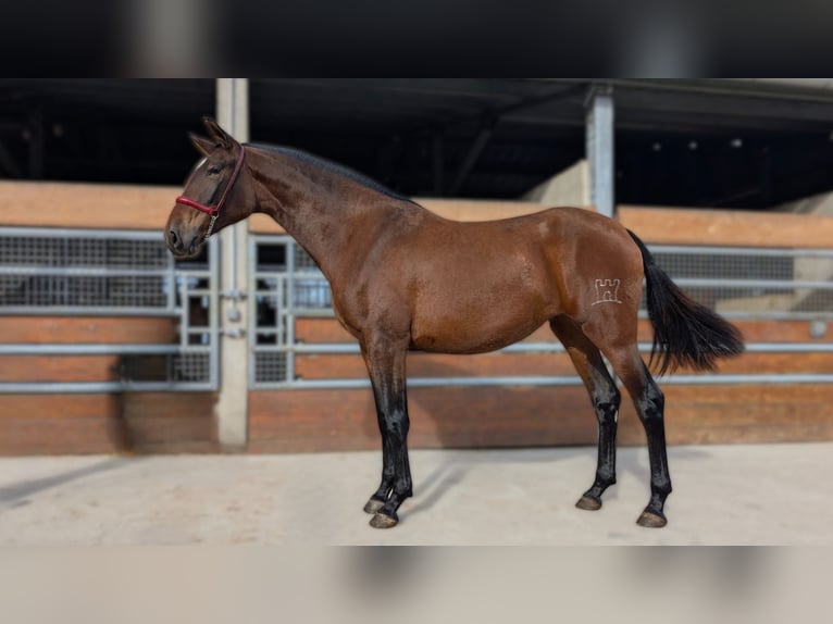 PRE Mix Mare 3 years  in Caumont