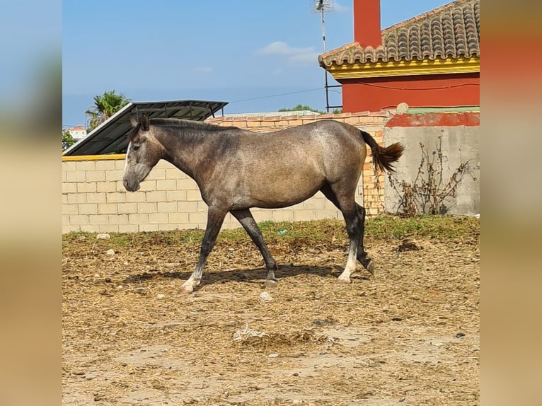 PRE Mare 3 years Gray-Dapple in Arcos de la Frontera