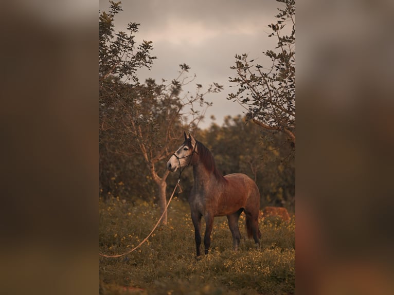 PRE Mix Mare 3 years Gray in Felanitx