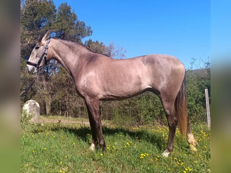 PRE Mare 3 years  in Jerez De La Frontera