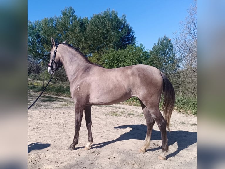 PRE Mare 3 years  in Jerez De La Frontera