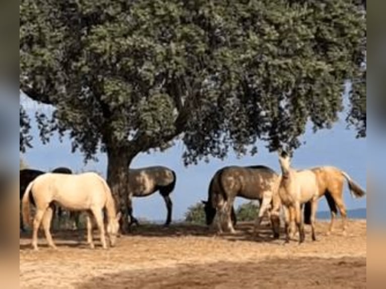 PRE Mix Mare 3 years Overo-all-colors in Sevilla