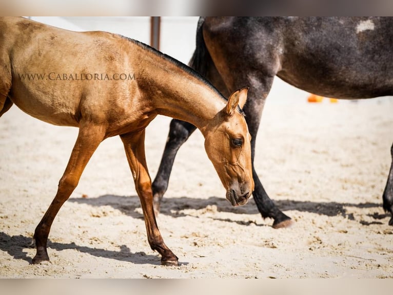 PRE Mix Mare 4 years 14.1 hh Buckskin in Rafelguaraf