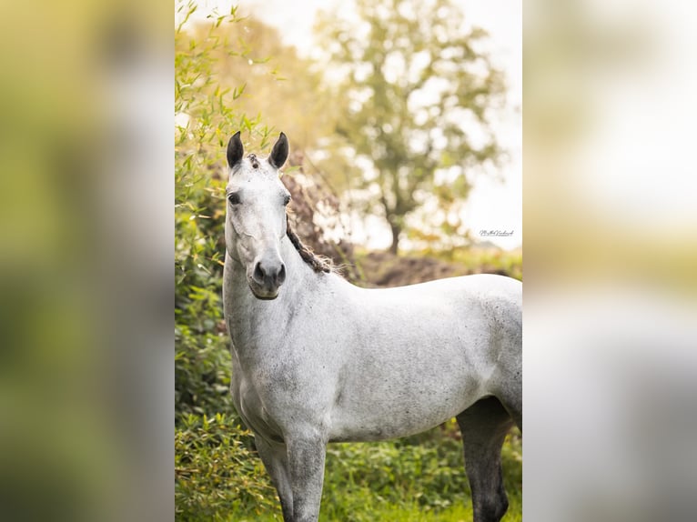 PRE Mix Mare 4 years 14,2 hh Gray in Hoogeloon