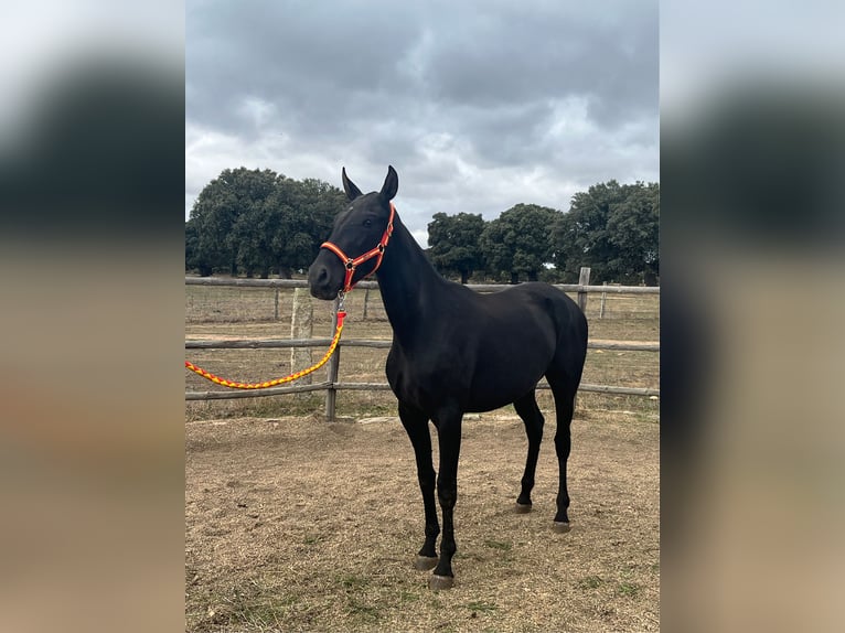 PRE Mare 4 years 14.3 hh Black in La Fuente De San Esteban