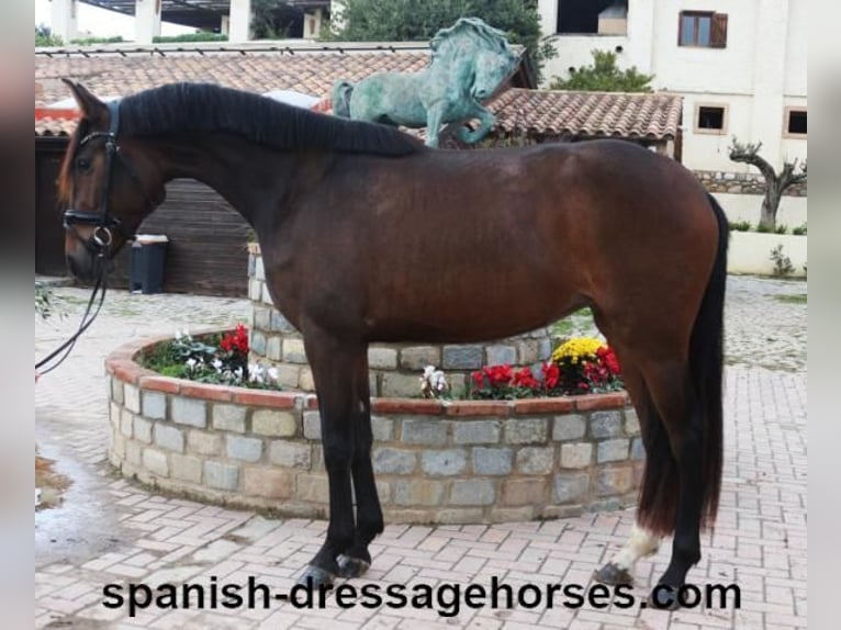 PRE Mix Mare 4 years 15,1 hh Bay-Dark in Barcelona