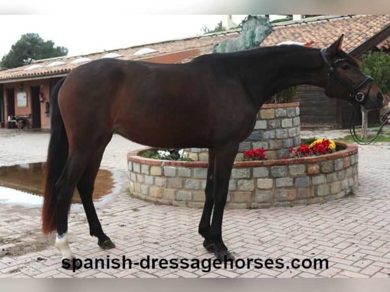 PRE Mix Mare 4 years 15,1 hh Bay-Dark in Barcelona