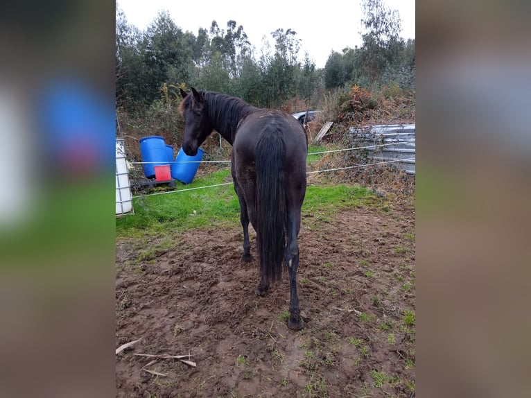 PRE Mix Mare 4 years 15,1 hh Black in Colindres