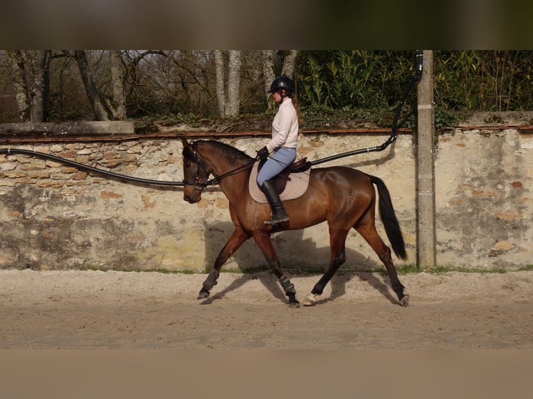 PRE Mare 4 years 15.1 hh Brown in Savigny-le-Temple