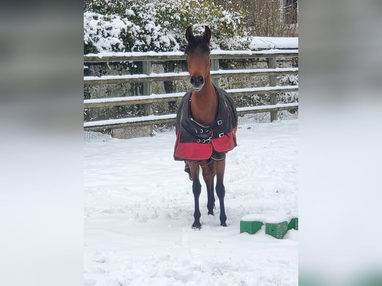 PRE Mare 4 years 15.1 hh Brown in Savigny-le-Temple