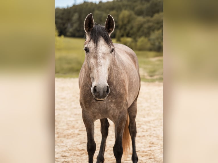 PRE Mare 4 years 15.1 hh Brown Falb mold in Lochen am See