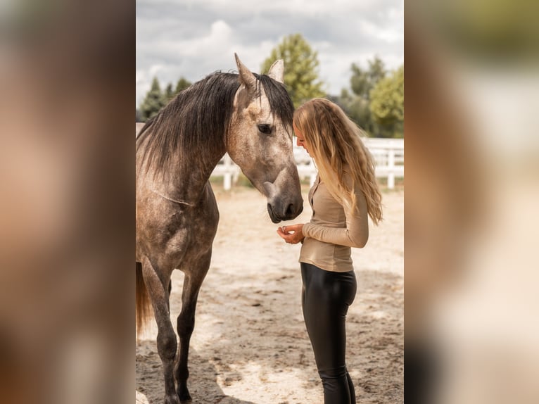 PRE Mare 4 years 15.1 hh Brown Falb mold in Lochen am See