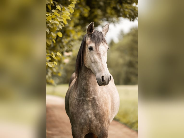 PRE Mare 4 years 15.1 hh Brown Falb mold in Lochen am See