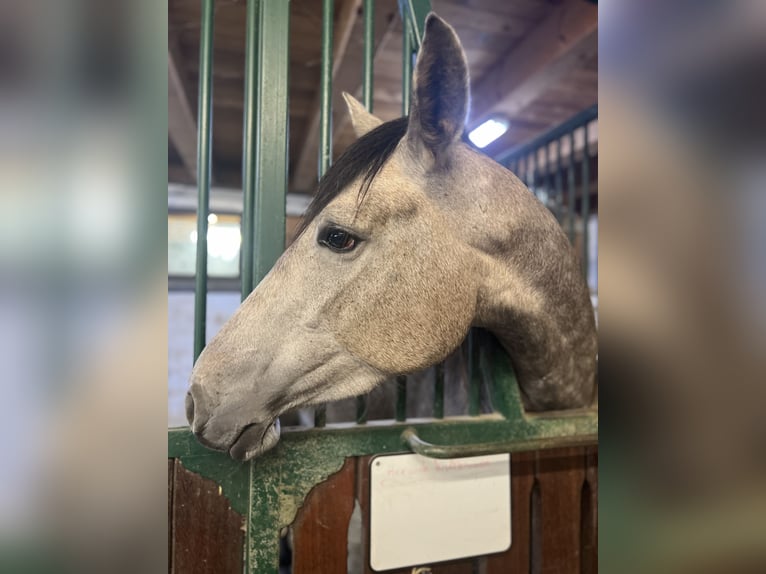 PRE Mare 4 years 15.1 hh Brown Falb mold in Lochen am See