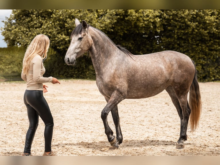 PRE Mare 4 years 15.1 hh Brown Falb mold in Lochen am See
