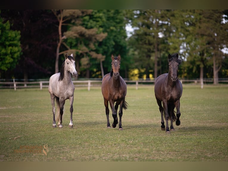 PRE Mare 4 years 15,1 hh Brown in Traventhal