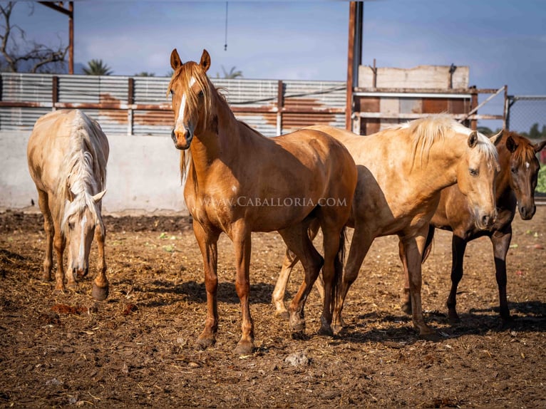 PRE Mare 4 years 15,1 hh Chestnut-Red in Rafelguaraf