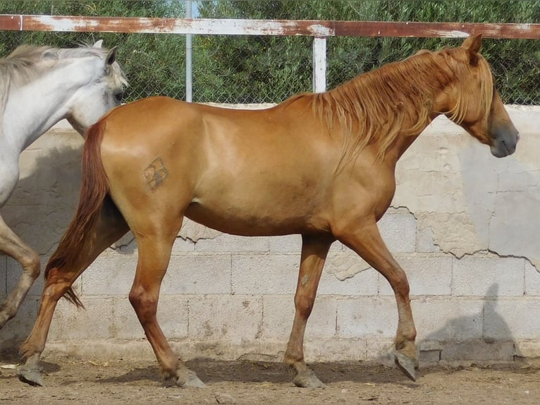 PRE Mare 4 years 15,1 hh Chestnut-Red in Rafelguaraf