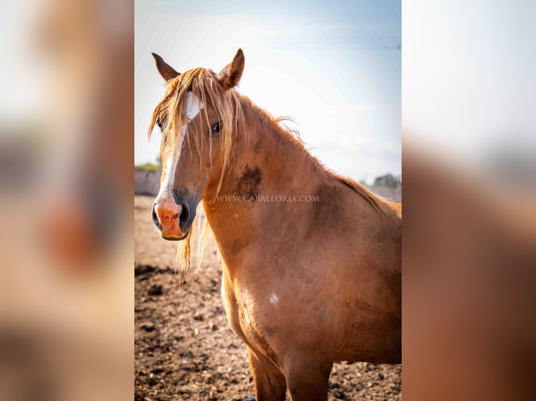 PRE Mare 4 years 15,1 hh Chestnut-Red in Rafelguaraf