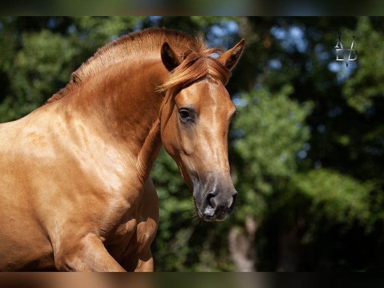 PRE Mix Mare 4 years 15.1 hh Chestnut-Red in La Vespière-Friardel