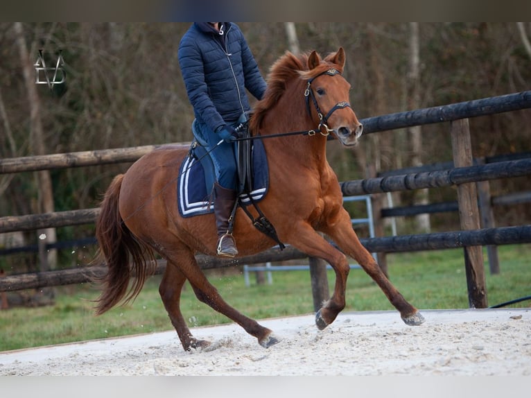 PRE Mix Mare 4 years 15.1 hh Chestnut-Red in La Vespière-Friardel
