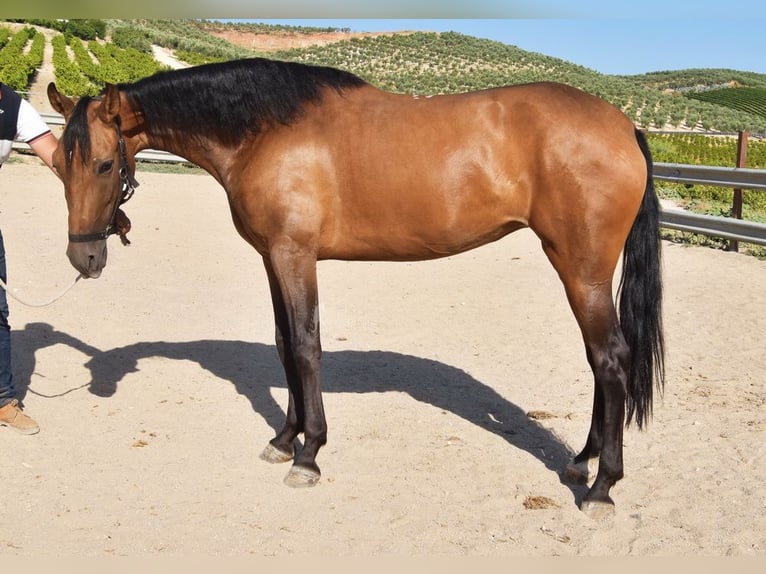 PRE Mare 4 years 15,1 hh Dun in Provinz Cordoba