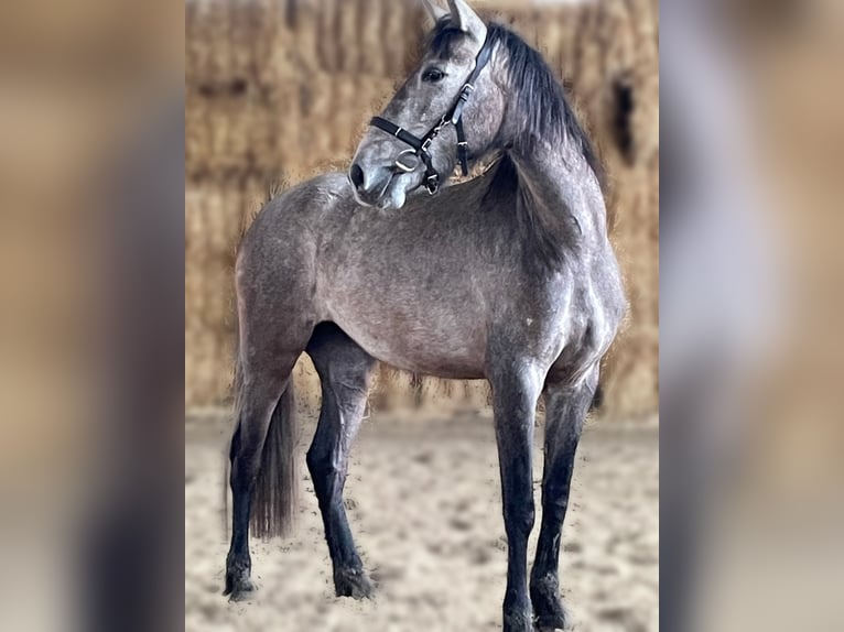 PRE Mare 4 years 15,1 hh Gray in Bad Laer