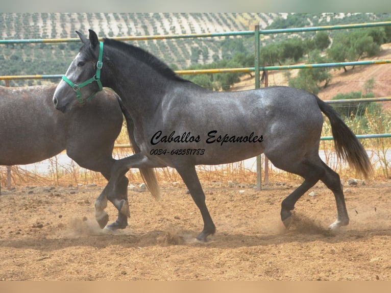PRE Mix Mare 4 years 15.1 hh Grey-Dapple in Vejer de la Frontera