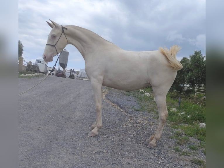 PRE Mare 4 years 15.1 hh Grey in Trebujena