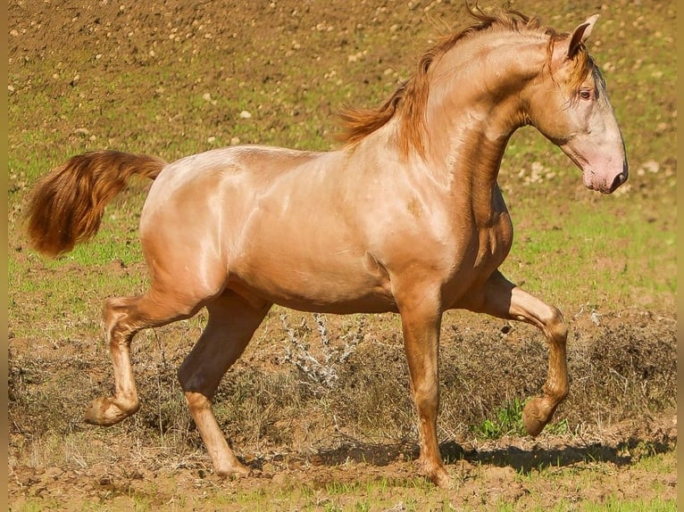 PRE Mare 4 years 15.1 hh Grey in Trebujena
