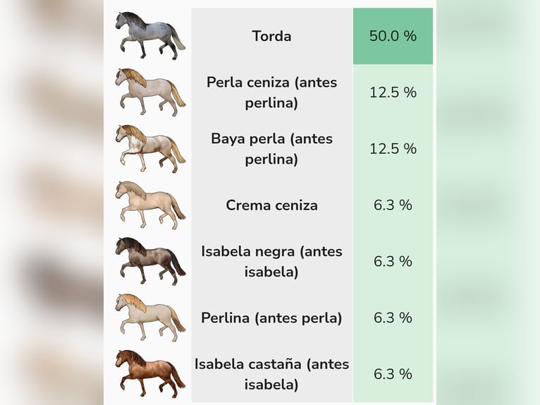 PRE Mare 4 years 15.1 hh Grey in Trebujena