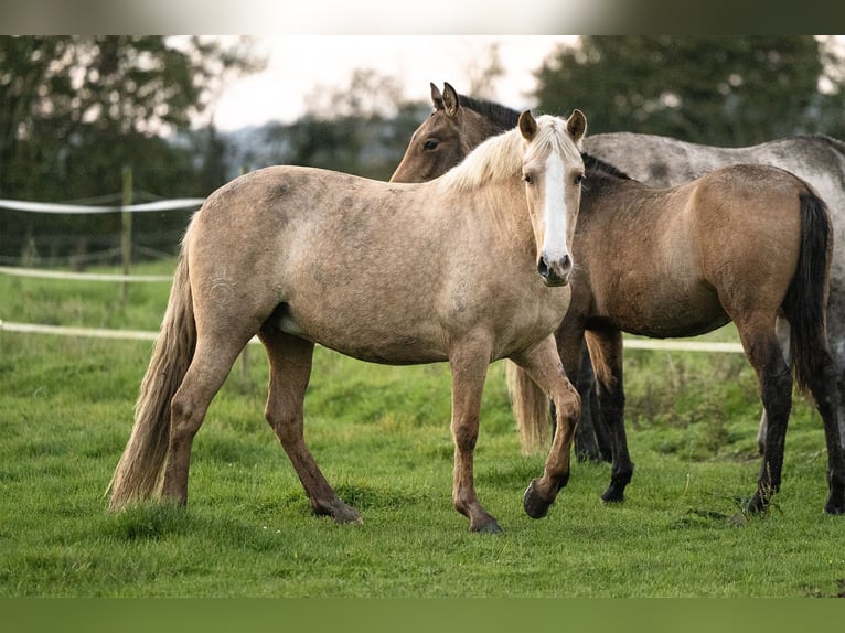 PRE Mix Mare 4 years 15,1 hh Palomino in Tellières-le-Plessis