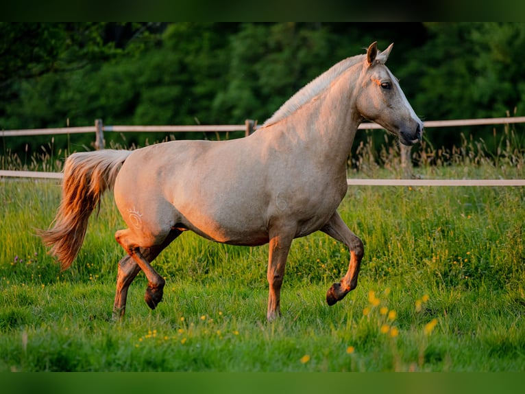 PRE Mix Mare 4 years 15,1 hh Palomino in Tellières-le-Plessis